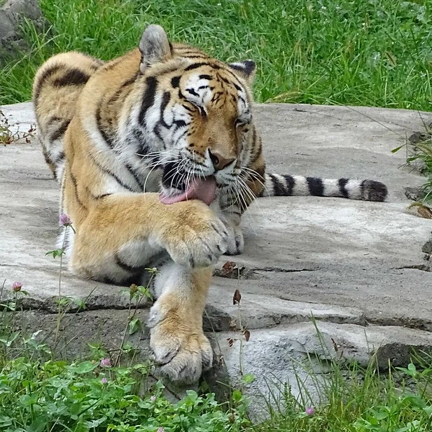 Detroit Zoo